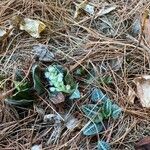 Goodyera pubescens