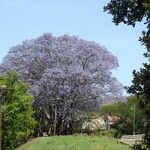 Jacaranda mimosifolia Habit