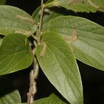 Celtis caudata Blad