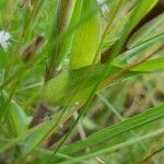 Tragopogon porrifolius Blatt