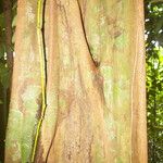 Lecointea amazonica Bark