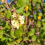 Ribes malvaceum ᱵᱟᱦᱟ