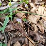 Murdannia nudiflora 花