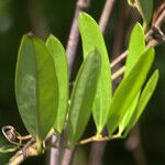 Smilax laurifolia Fuelha