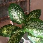 Dieffenbachia seguineLiść