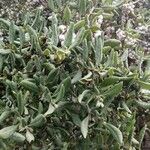 Morella cerifera Hoja