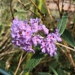 Buddleja japonicaŽiedas