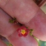 Jatropha gossypiifolia Virág