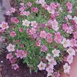 Saxifraga fragosoi Flower