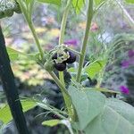 Solanum americanumFrucht