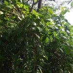 Smilax zeylanica Frunză