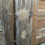 Clematis tangutica Blad