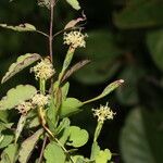 Porophyllum punctatum Flower