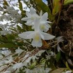 Dendrobium crumenatumFlower