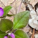 Polygala paucifolia Лист