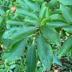 Stewartia rostrata Hostoa