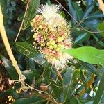 Syzygium jambos Flower