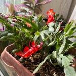 Schlumbergera truncata Цвят