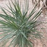 Yucca gloriosaLeaf