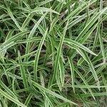 Carex morrowii पत्ता