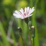 Crepis froelichianaFlower