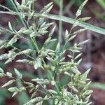 Eragrostis cilianensis Blad