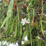 Bauhinia variegata Fruchs