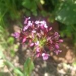 Fedia graciliflora Flower