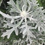 Centaurea cineraria Leaf