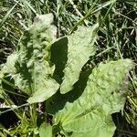 Plantago majorBlad