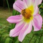 Dahlia tenuicaulis Blomst