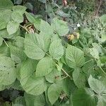 Rubus occidentalis Leaf