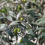 Olea europaeaFruto