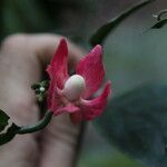 Heisteria parvifolia Fleur
