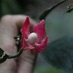 Heisteria parvifolia Flor