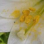 Lilium longiflorum Virág