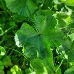 Malva setigera Leaf