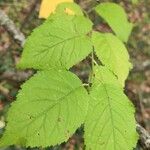 Prunus brigantina Leaf