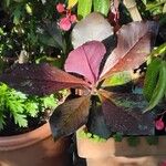 Euphorbia umbellata Лист