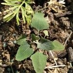 Atriplex laciniata Leaf