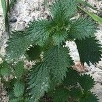 Urtica urens Ліст