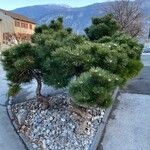 Pinus mugo Natur