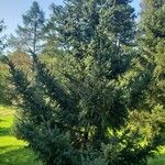 Picea alcoquiana Alkat (teljes növény)