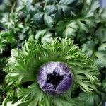 Anemone coronaria Kvet