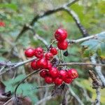 Sorbus aucupariaFruit