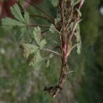 Potentilla pusilla Anders