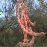 Prosopis velutina फल