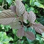 Corylus maxima Foglia