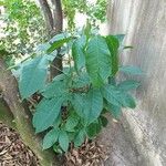 Tabebuia rosea Leaf