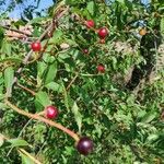 Prunus serotina Meyve